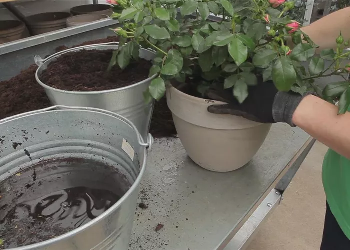 Rosen - Einpflanzen in ein Gefäß Rosen - Einpflanzen in ein Gefäß